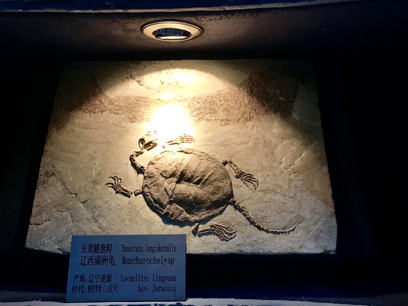 辽西古生物化石博物馆图片