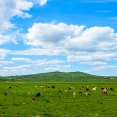 牛群在蓝天白云下的草原上吃草