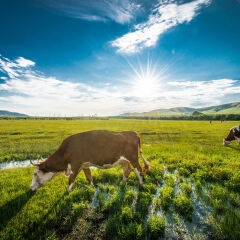 牛在田野上吃草