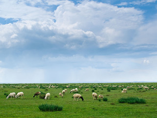 贡格尔草原