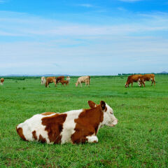贡格尔草原放牧牛
