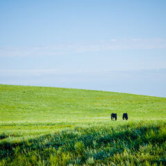 草原上的两匹自由的马