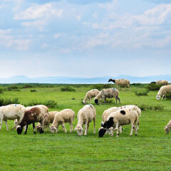 草原放牧牛羊