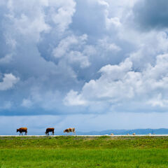 贡格尔草原放牧牛