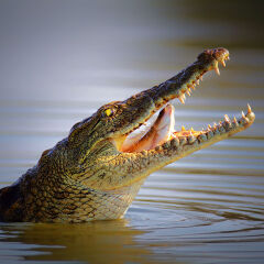 Nile crocodile swollowing fish