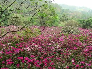 大夫山森林公园