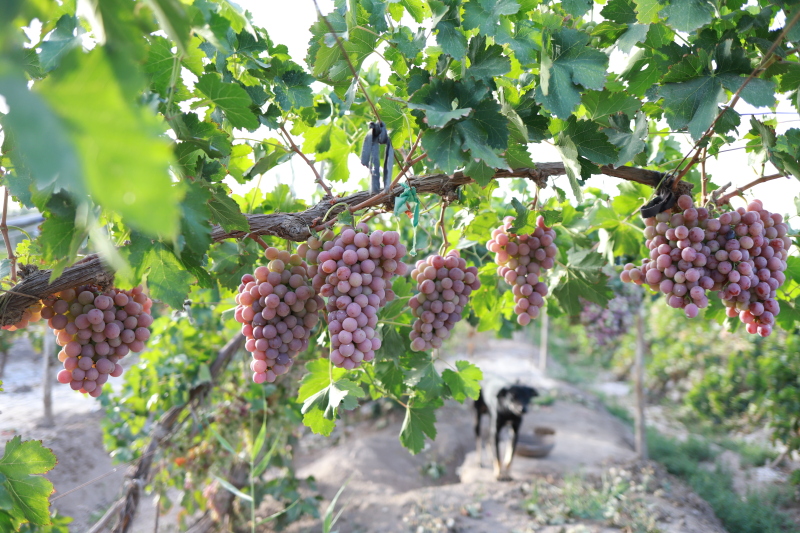 首发南疆风情喀什葛尔旅居慢生活轻易就爱上的一座城