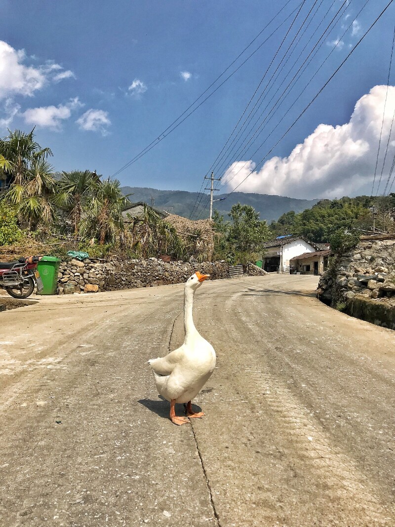 高海拔让这里的空气变得清澈无比,村霸大鹅招摇
