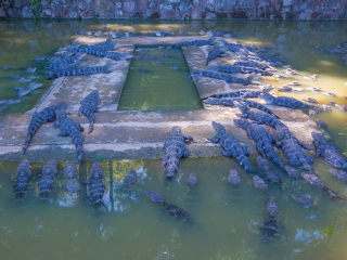 宣城中国鳄鱼湖