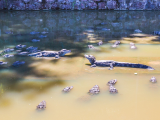 宣城中国鳄鱼湖