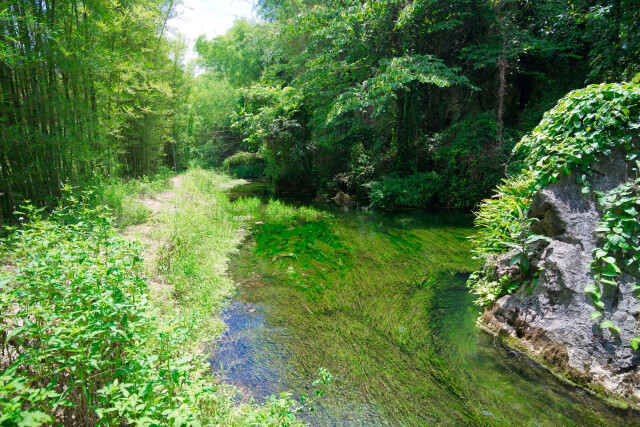 泉水的源头,躲在一片竹林里,水草茂盛.