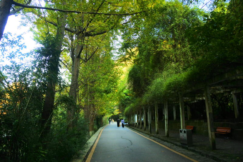 每一条路都是林荫大道,古树参天,人在其中