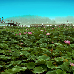 荷花大观园