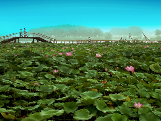 荷花大观园