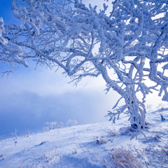 大秃顶子山风景区 景点模块