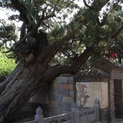 嵩阳书院