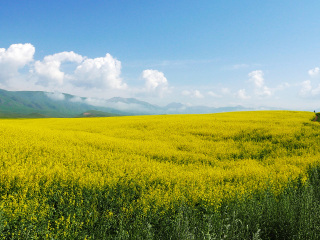 昭苏油菜花田