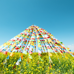 Qinghai Lake summer rapeseed blue sky