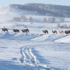 雪地里行走的骆驼队
