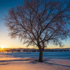 冬季乌兰布统草原的日出