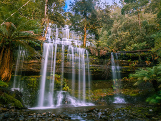 塔斯马尼亚皇家植物园
