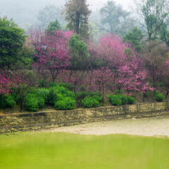 South China Temple cherry blossoms after the rain