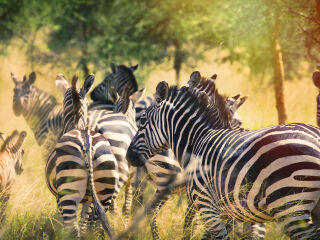 卢旺达火山国家公园