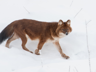 拉努阿野生动物园