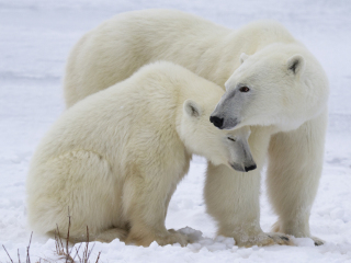 拉努阿野生动物园