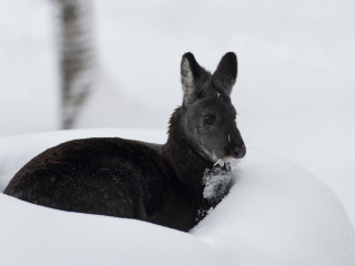 拉努阿野生动物园