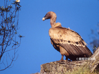 塔古斯国际自然公园