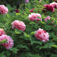 This is pink peony, red peony. 