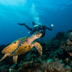 Turtle swimming along with a diver photograph