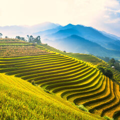 Rice fields terraced
