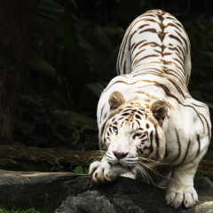 white tiger