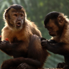 A pair of Tufted Capuchins, also known as Brown or Black-capped Capuchins: one eating while another grooms him