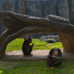 Two monkeys in the Shanghai Wild animal park