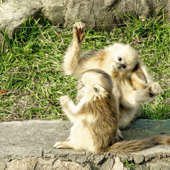 Baby Golden Monkeys have fun in Shanghai Wild Animal Park, China.