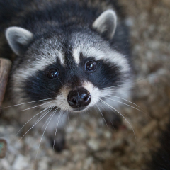 raccoon in contact zoo, furry procyon, pet lotor, wild racoon