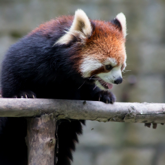 Little panda image