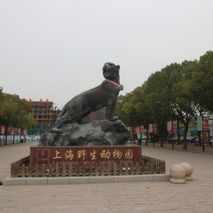 Shianghai Wild Animal Park, Shanghai, China, this photo was taken on January 2,2019