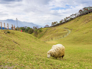 清境农场青青草原