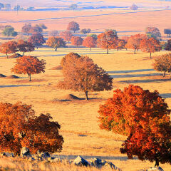 内蒙古兴安盟的五角枫