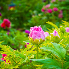 Pink peony, located in Luoyang, Henan, China.