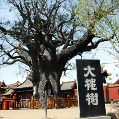 大槐树寻根祭祖园
