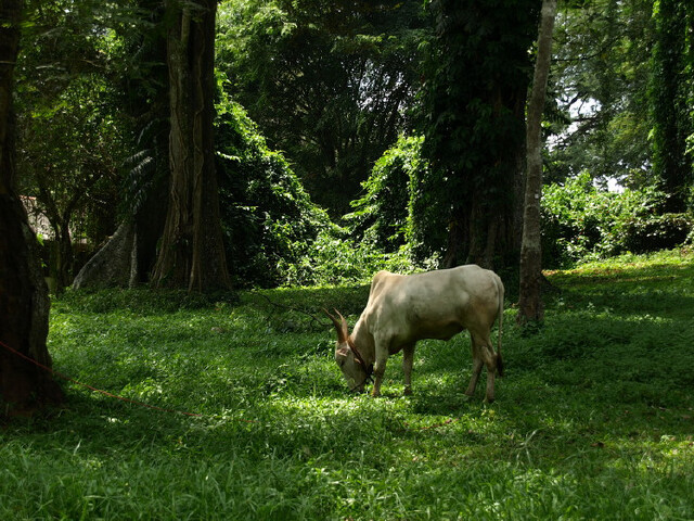 斯里兰卡科伦坡-品纳维拉-丹布勒-西格利亚-康