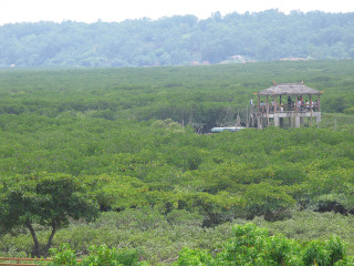 山口红树林