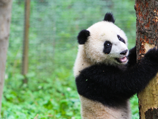 碧峰峡熊猫基地