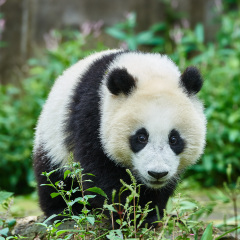 one Panda bear cub playing Bifengxia base reserve Sichuan China