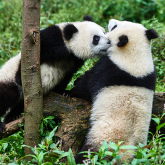 two Panda bears cubs playing Bifengxia base reserve Sichuan China